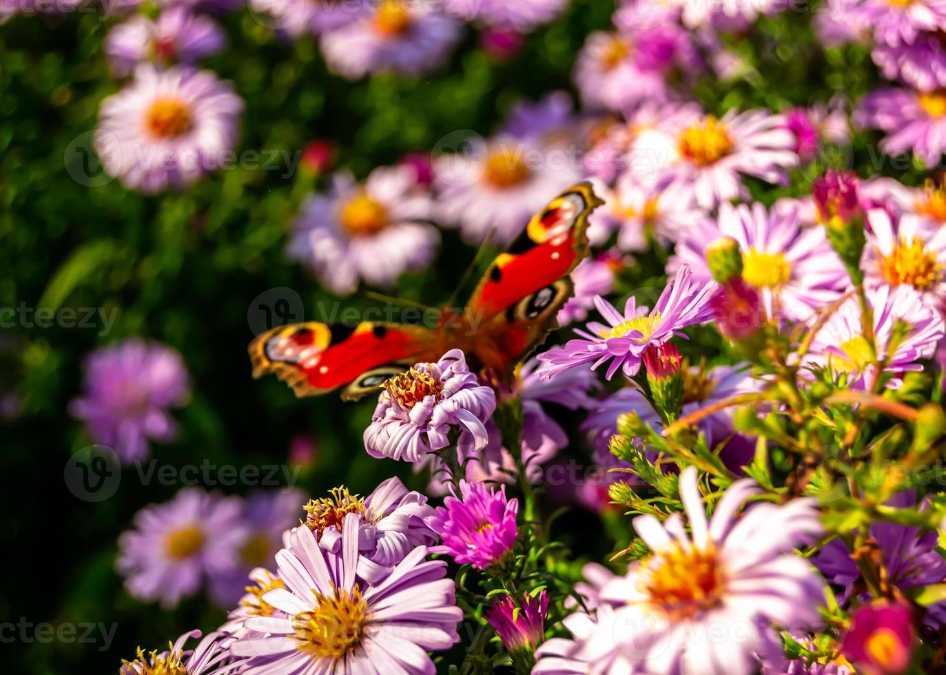 fotografía al tema hermosa mariposa negra monarca foto