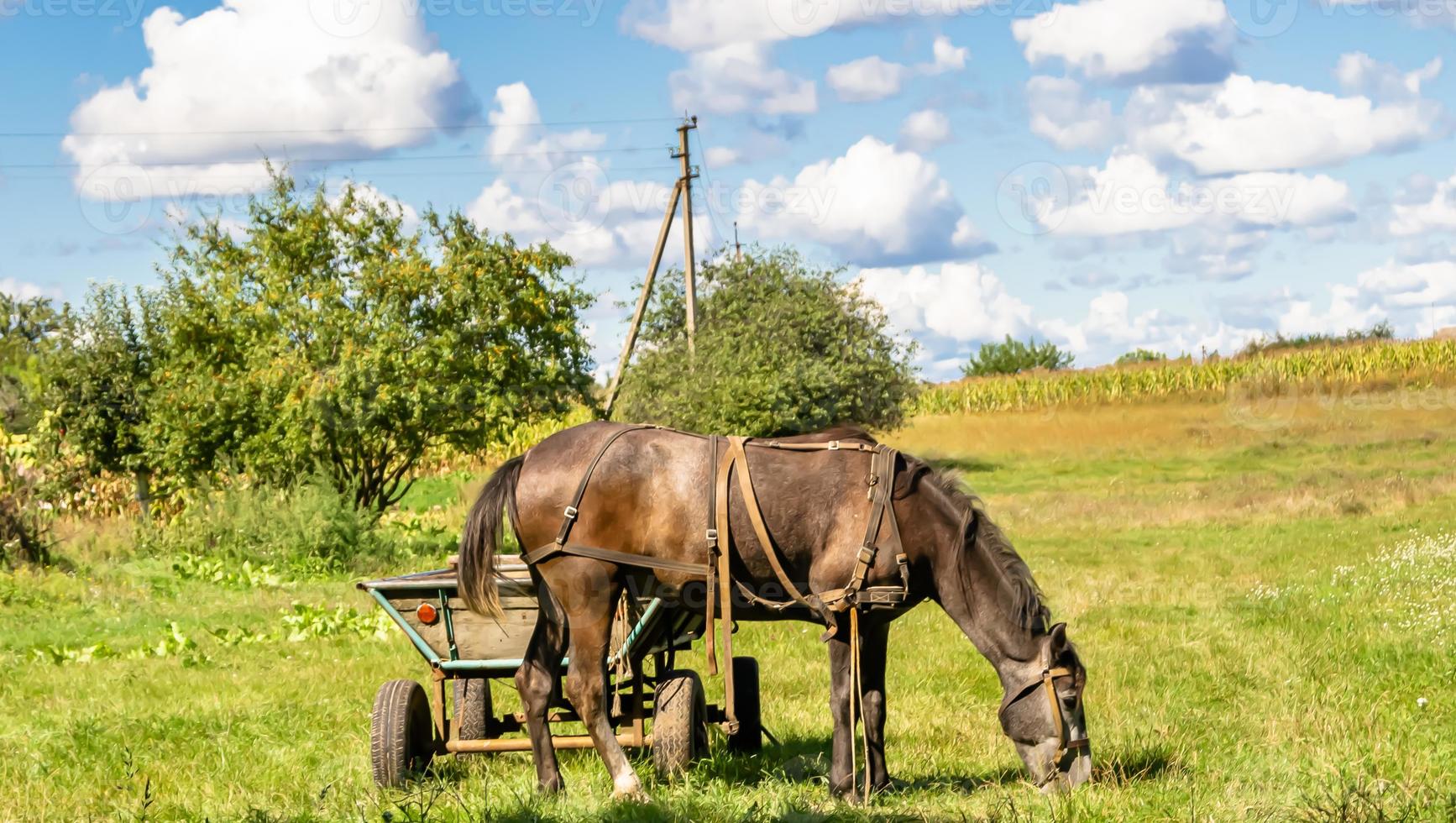 Hermoso semental de caballo marrón salvaje en la pradera de flores de verano foto