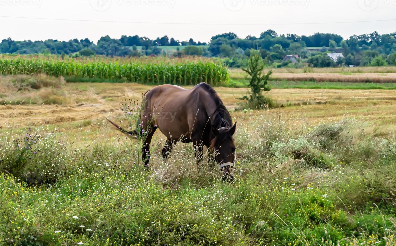 Beautiful wild brown horse stallion on summer flower meadow photo