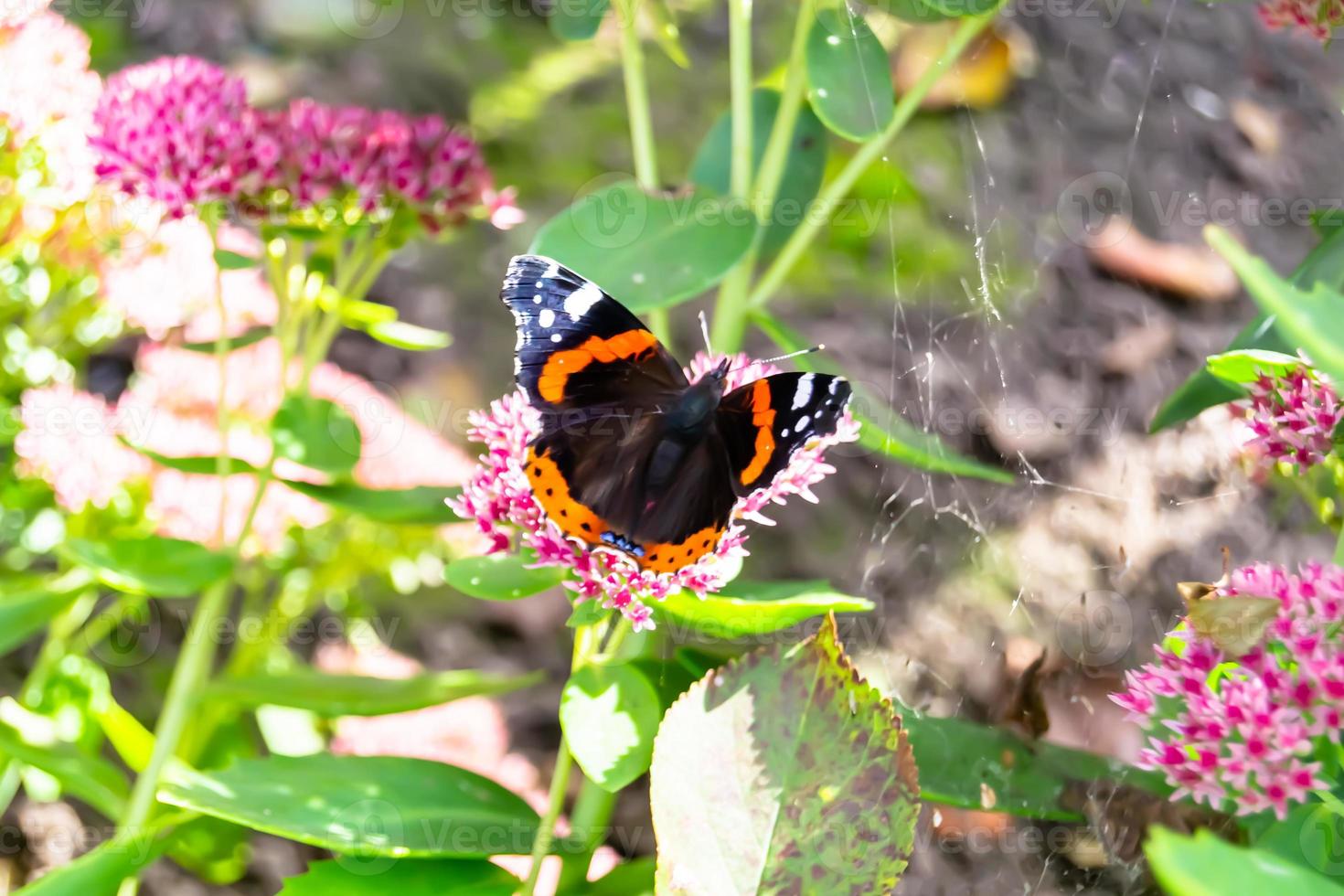 Photography to theme beautiful black butterfly Monarch photo