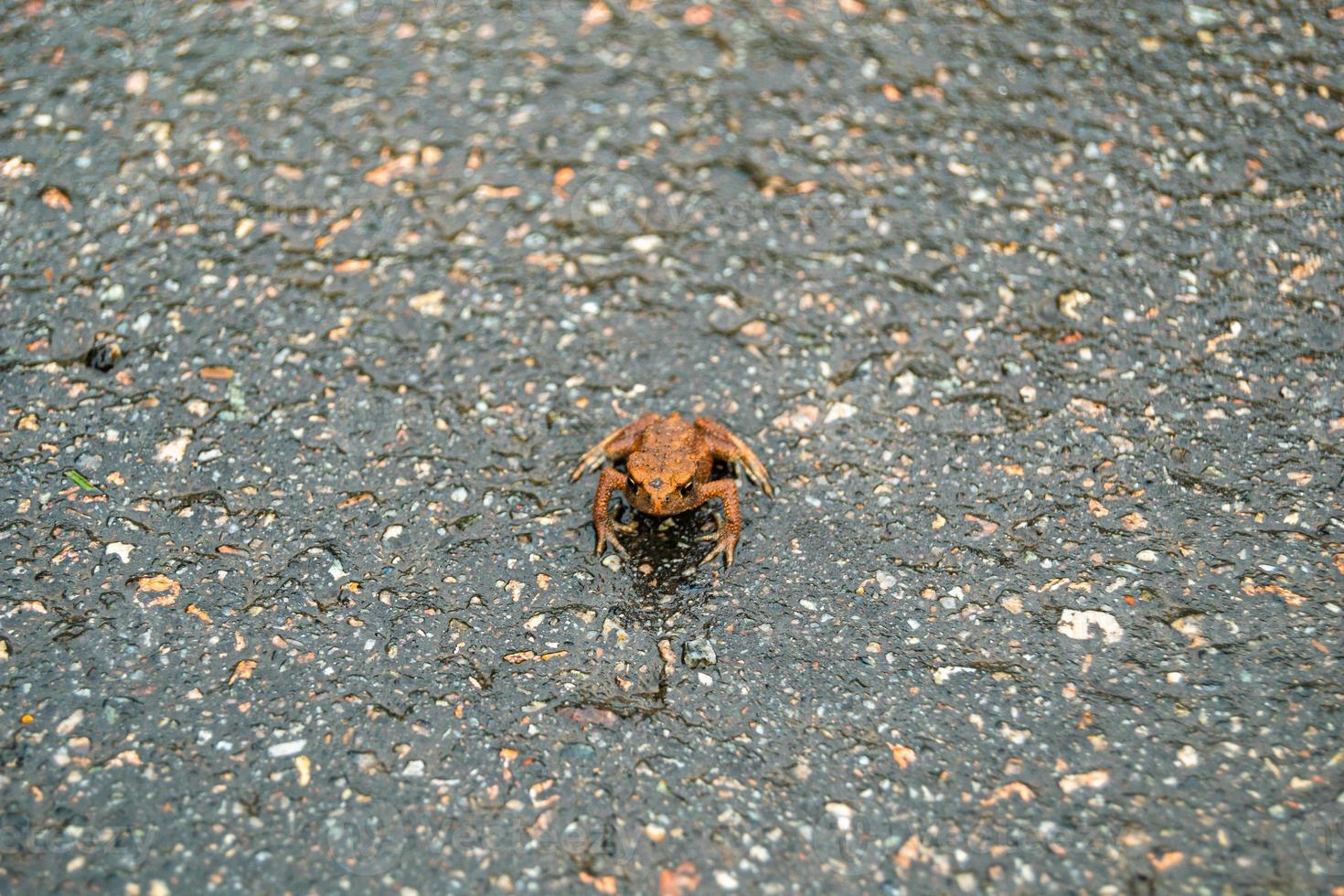 Photography to theme beautiful brown frog amphibian photo