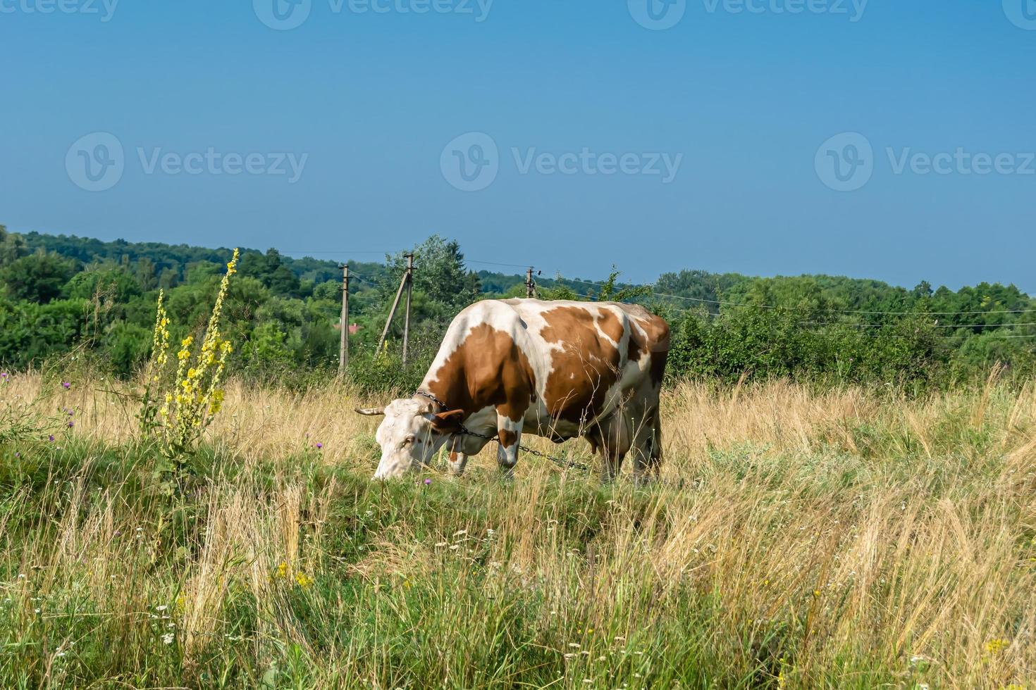 fotografía sobre el tema hermosa gran vaca lechera foto