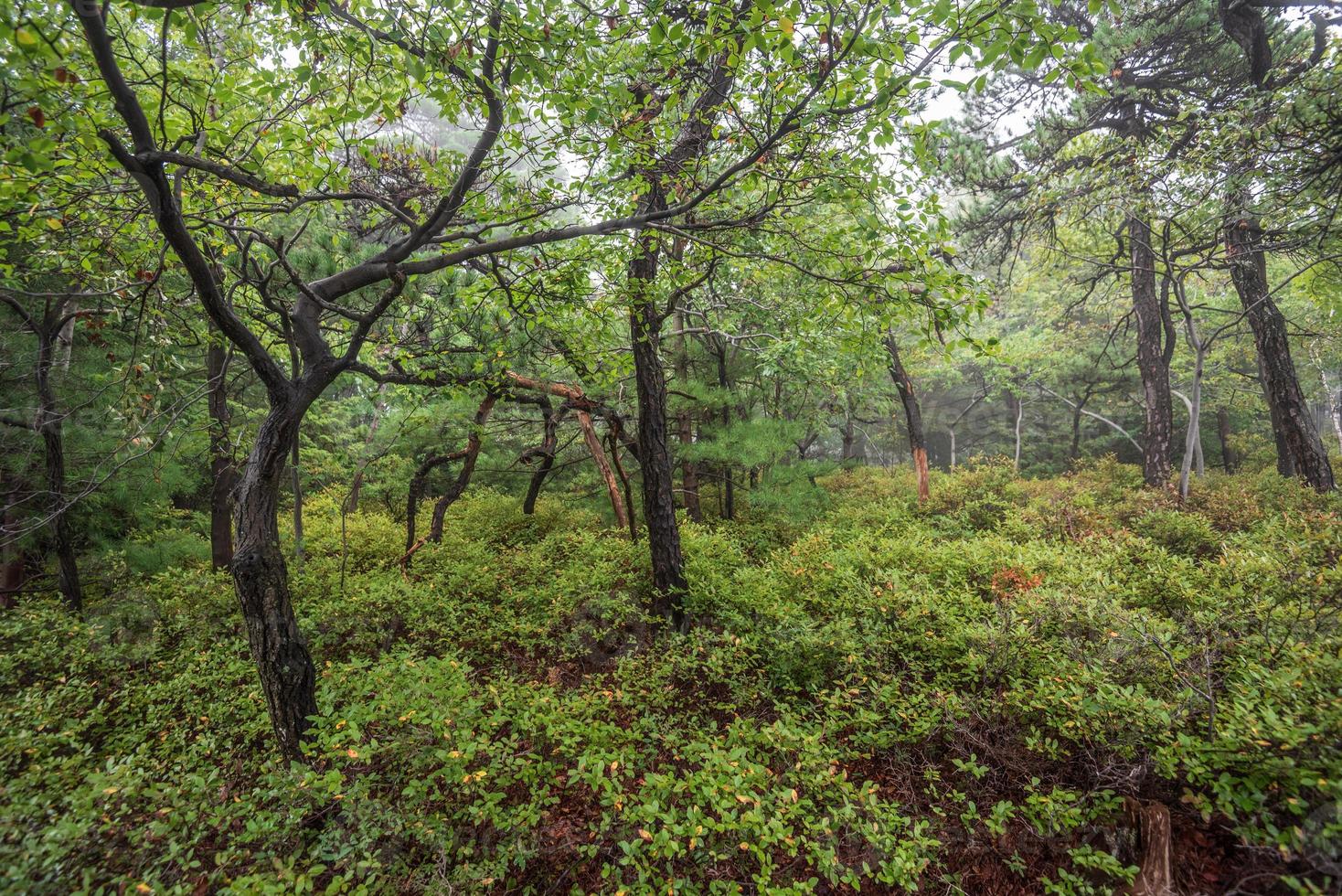 Fog Over the Lake Minnewaska photo