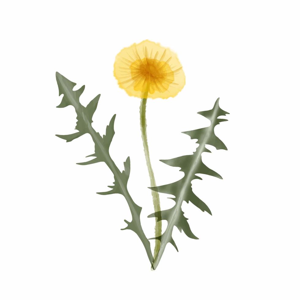 Ilustración de vector vintage de flor de diente de león acuarela.