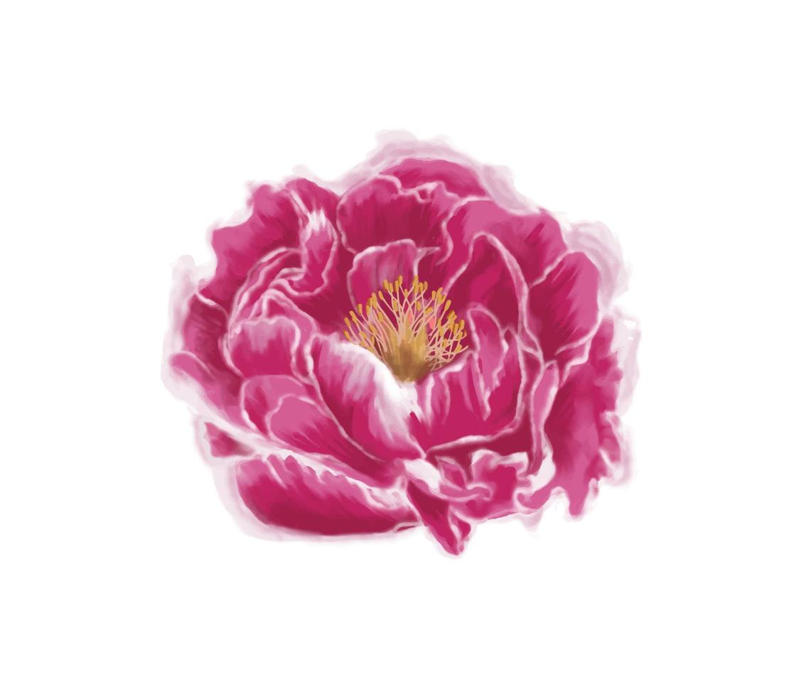 Gently watercolor pink flower peony. vector