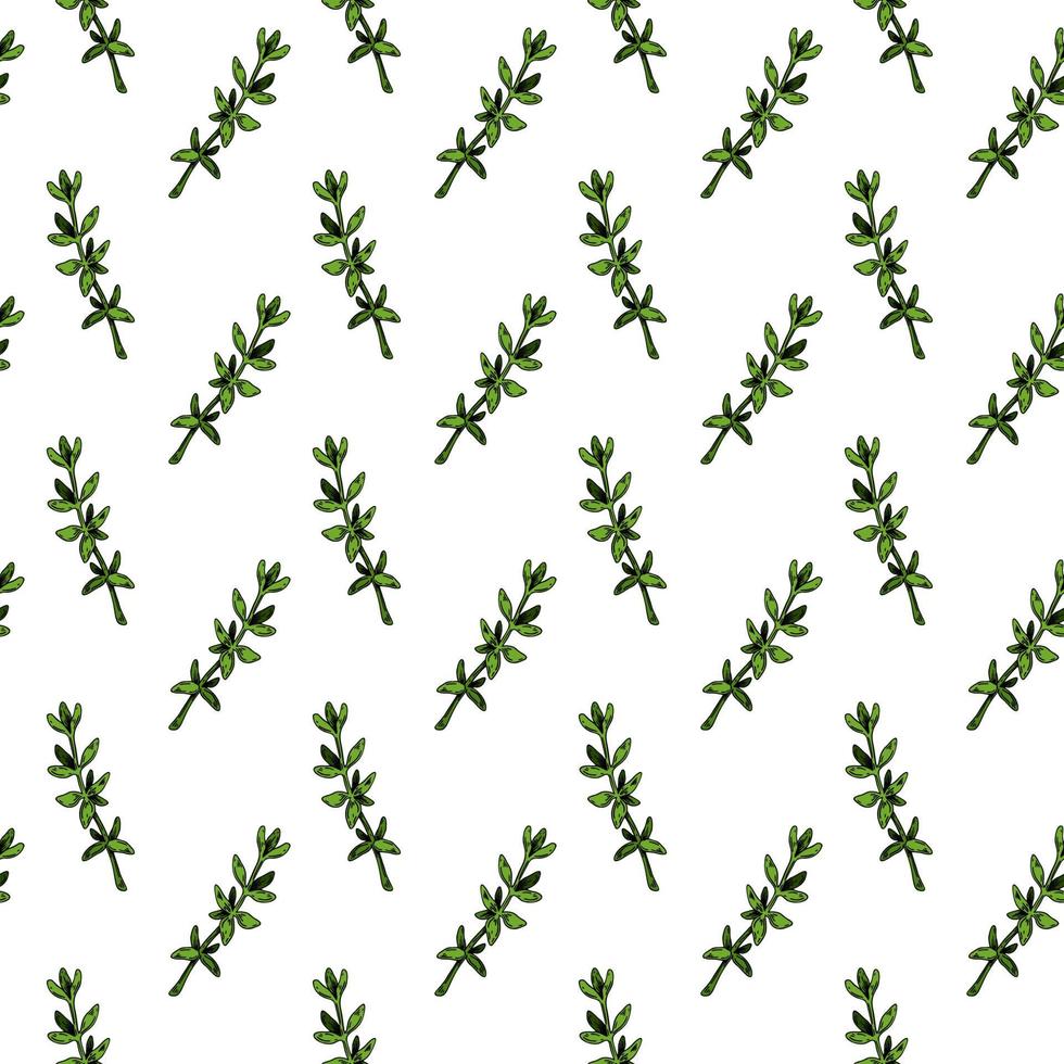 Hand drawn thyme seamless pattern. Herbal print in colored sketch style. Vector illustration