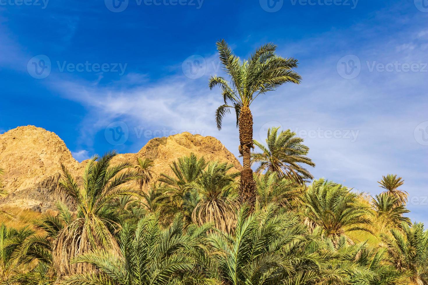 palm trees in the desert photo