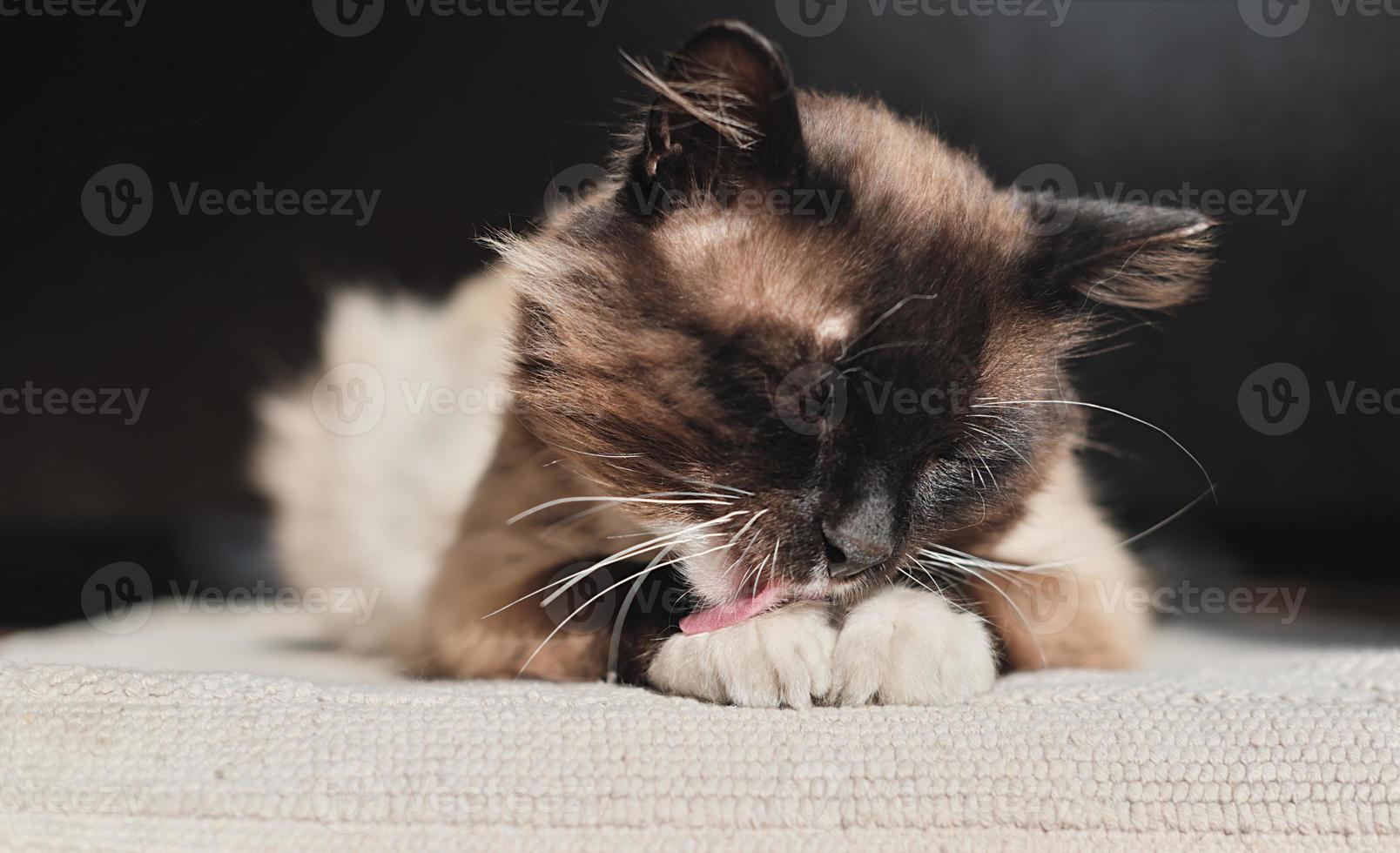 gato perezoso lamiendo las patas bajo la luz del sol. gatito acostado sobre una alfombra después de una cena. día soleado, amor y cuidado de mascotas foto