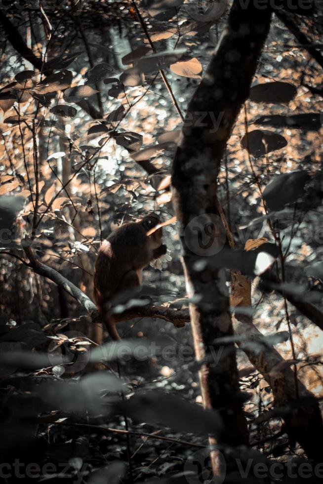 The autumn in the forest photo