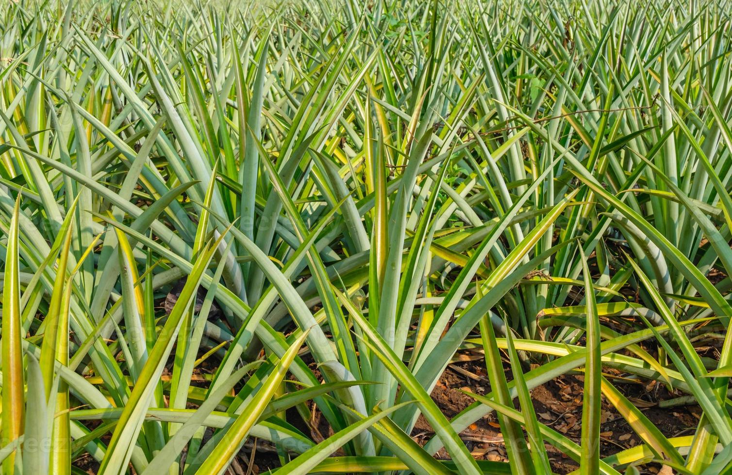 Pineapples in a pineapple field near harvest. photo
