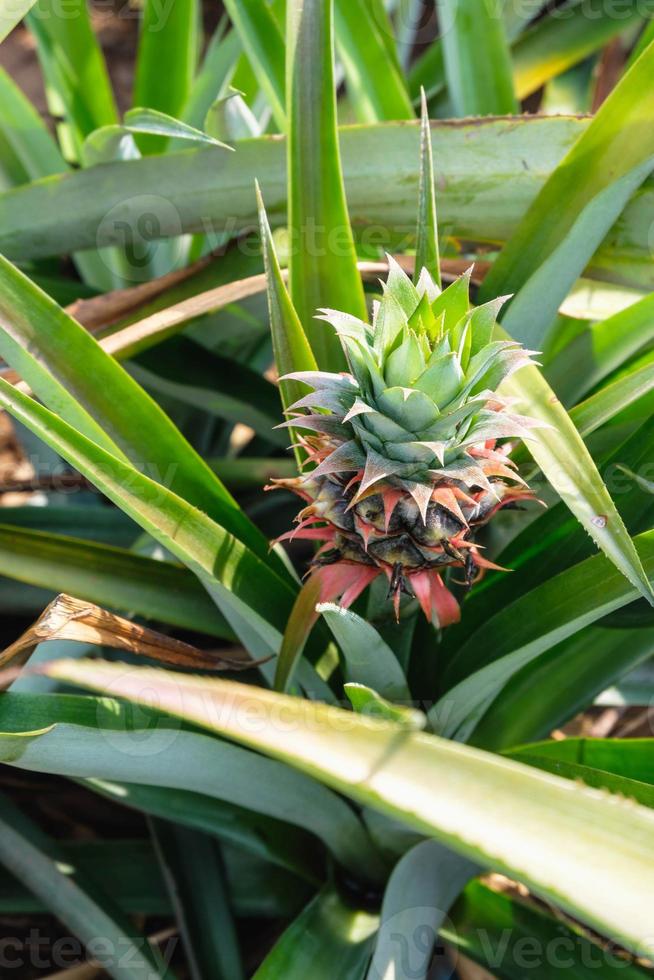 pequeña fruta de piña en un campo de piña foto