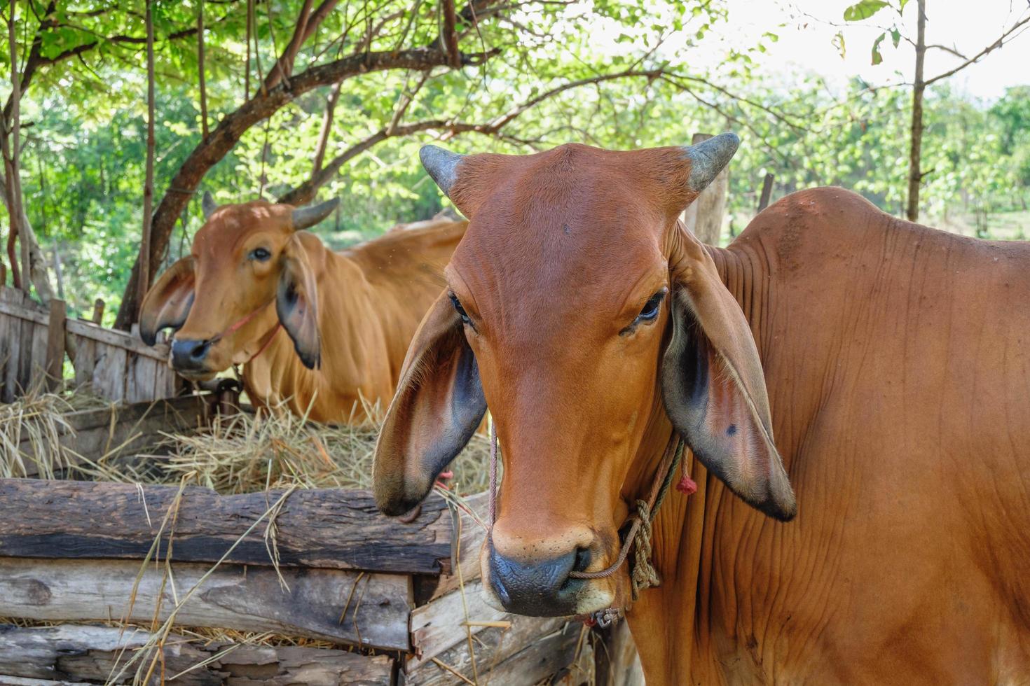 vacas marrones en una granja rural foto