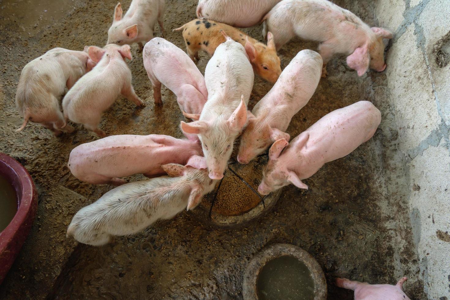 los lechones se apresuran a comer comida en una granja de cerdos. foto