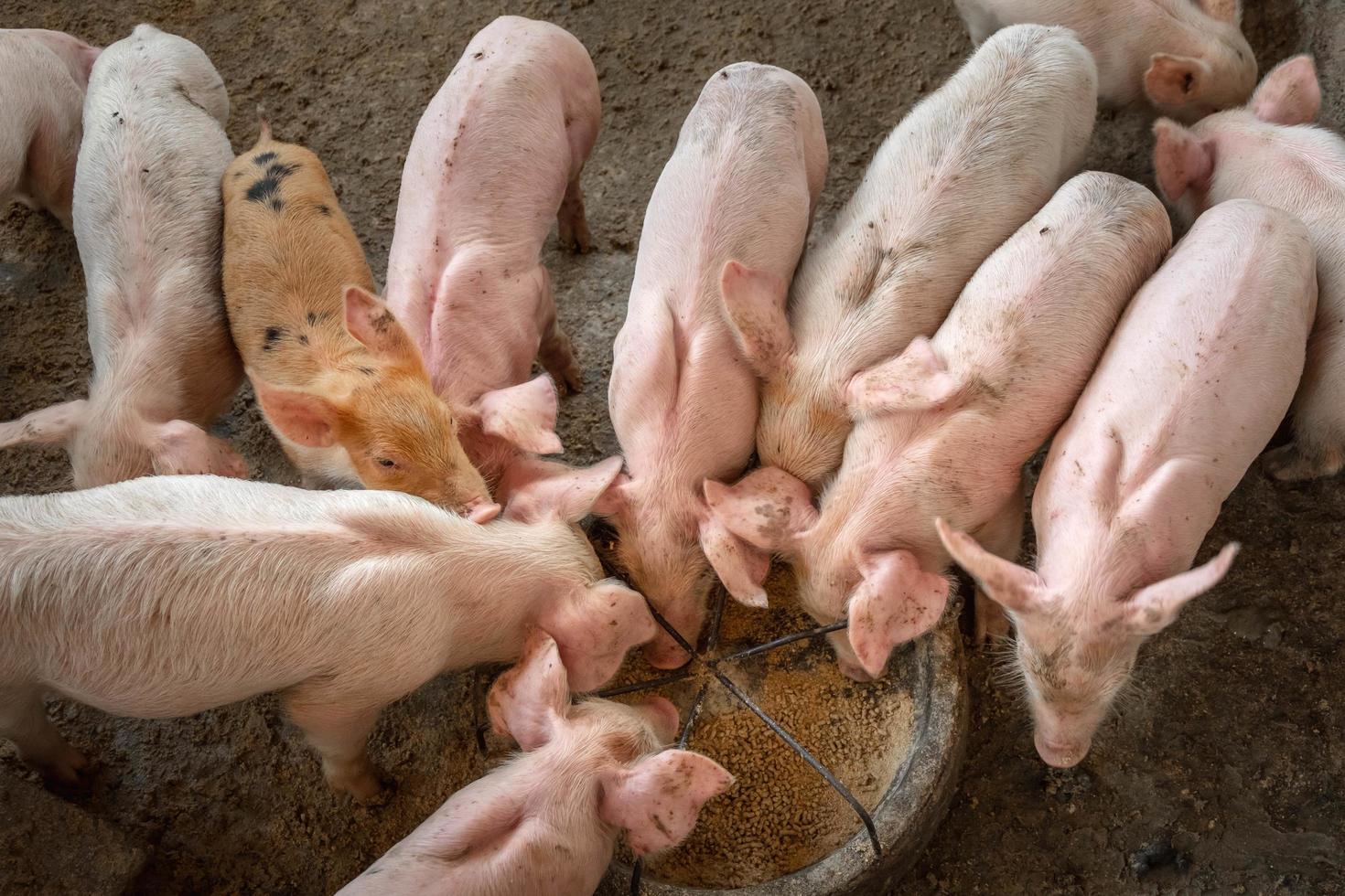 los lechones se apresuran a comer comida en una granja de cerdos. foto