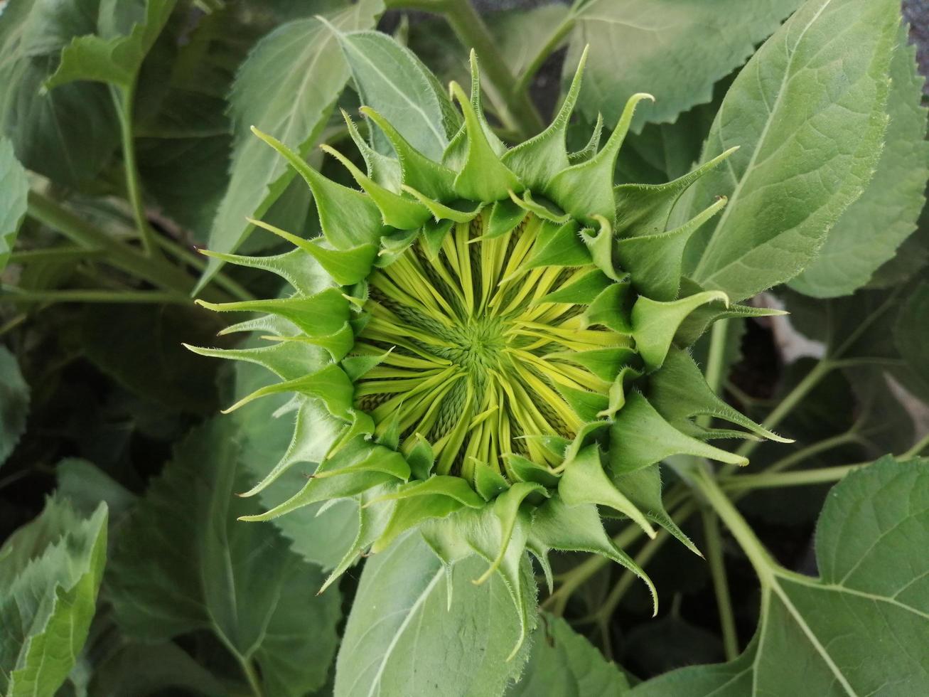 girasol comenzando a florecer hojas verdes foto