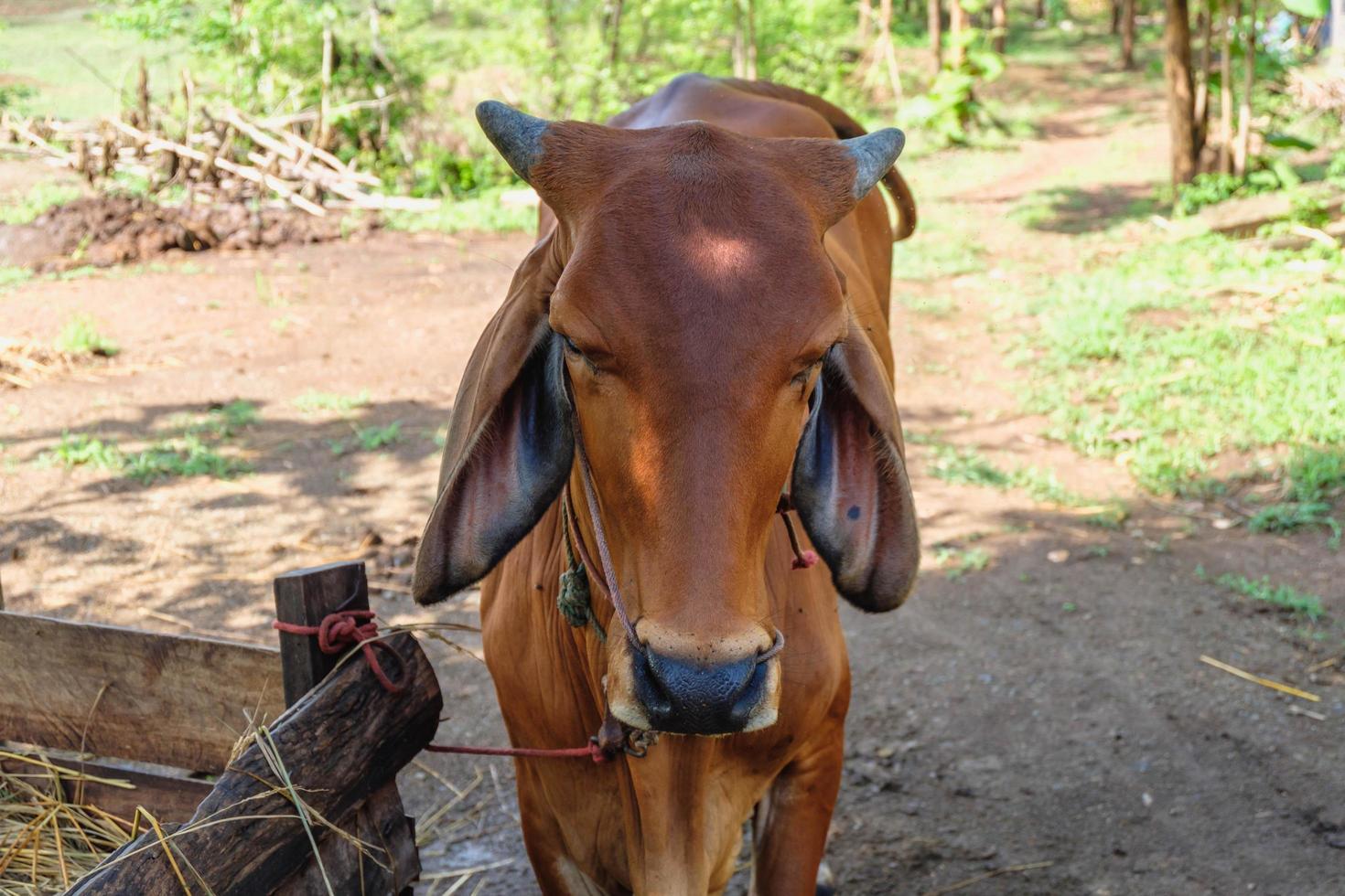 Brown cows on a rural farm photo