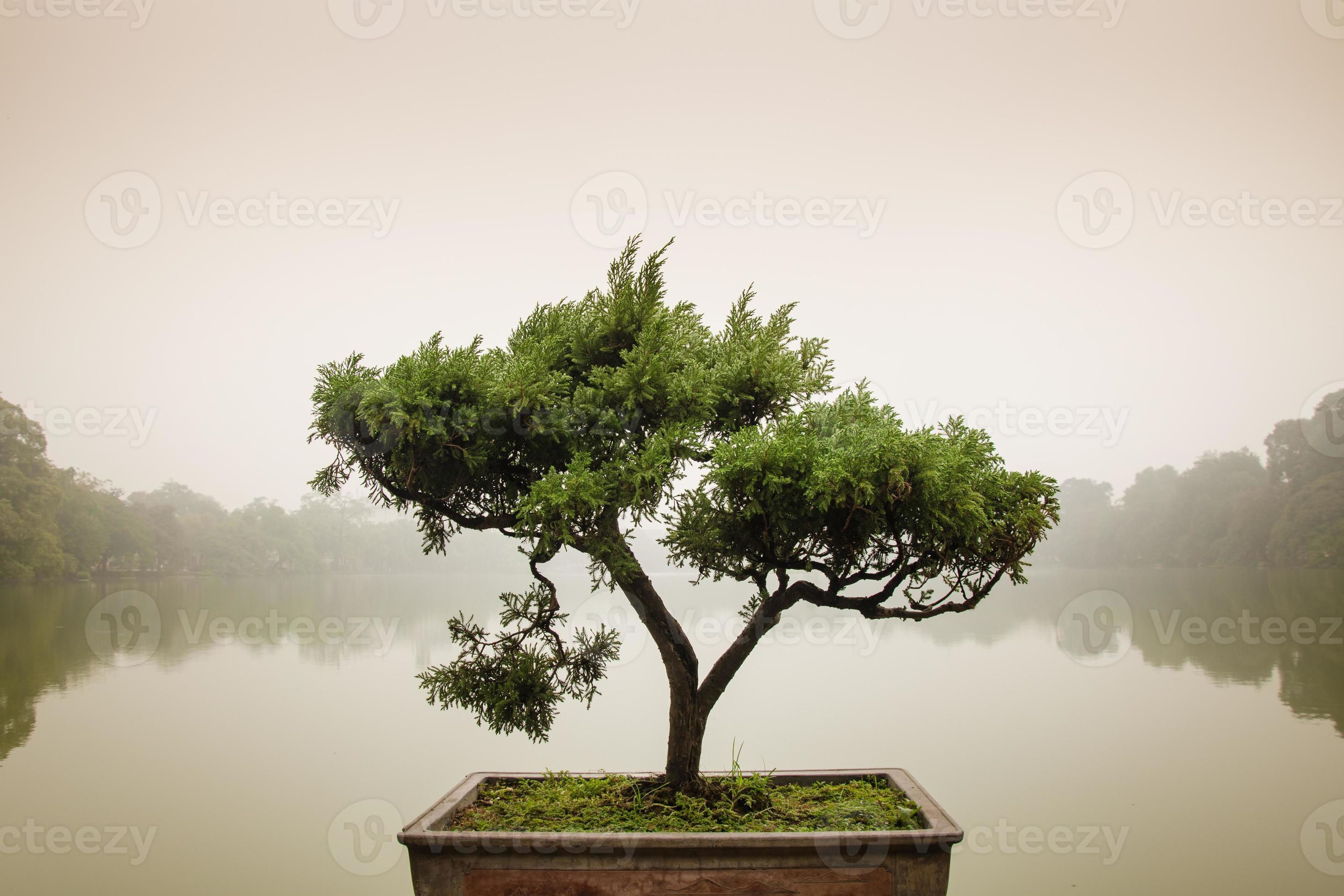 en el zen un árbol bonsai japonés en una maceta. bonsái una forma de japonesa en la que los árboles se cultivan en 4849820 Foto de stock en