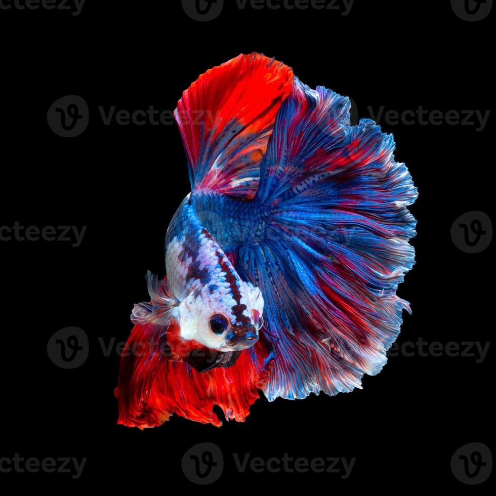 Close up art movement of Betta fish or Siamese fighting fish isolated on black background photo