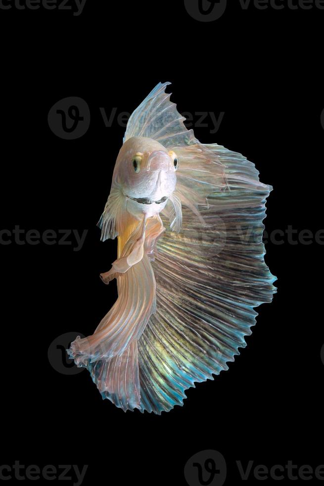 Close up art movement of Betta fish or Siamese fighting fish isolated on black background photo
