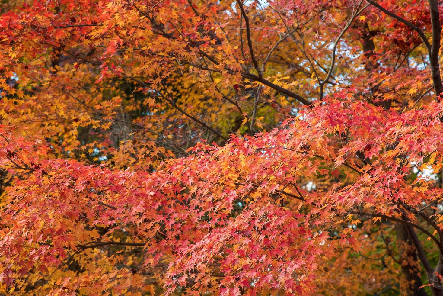 2022様感謝‼️JAPAN御膳千筋　かんな目　天朱❌黒‼️天然木半月盆ZEN BEAUTIFUL JAPANESE GARDEN for relaxing & healing Sankeien