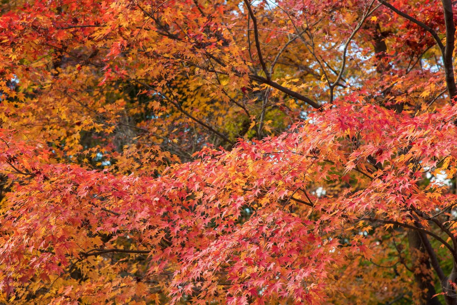 hermosa naturaleza hojas de árboles de colores en el jardín zen japonés en la temporada de otoño en kyoto, japón. foto