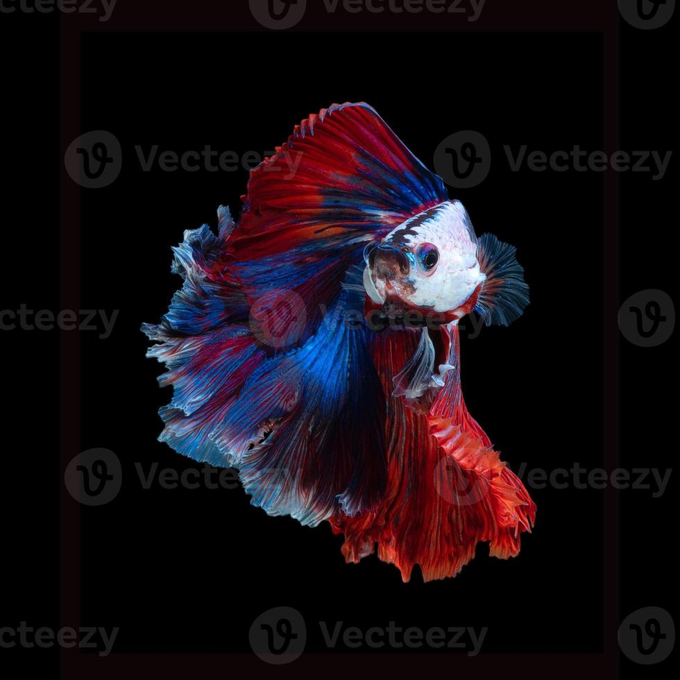 Close up art movement of Betta fish or Siamese fighting fish isolated on black background photo