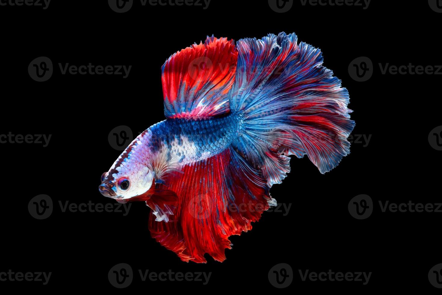 Close up art movement of Betta fish or Siamese fighting fish isolated on black background photo