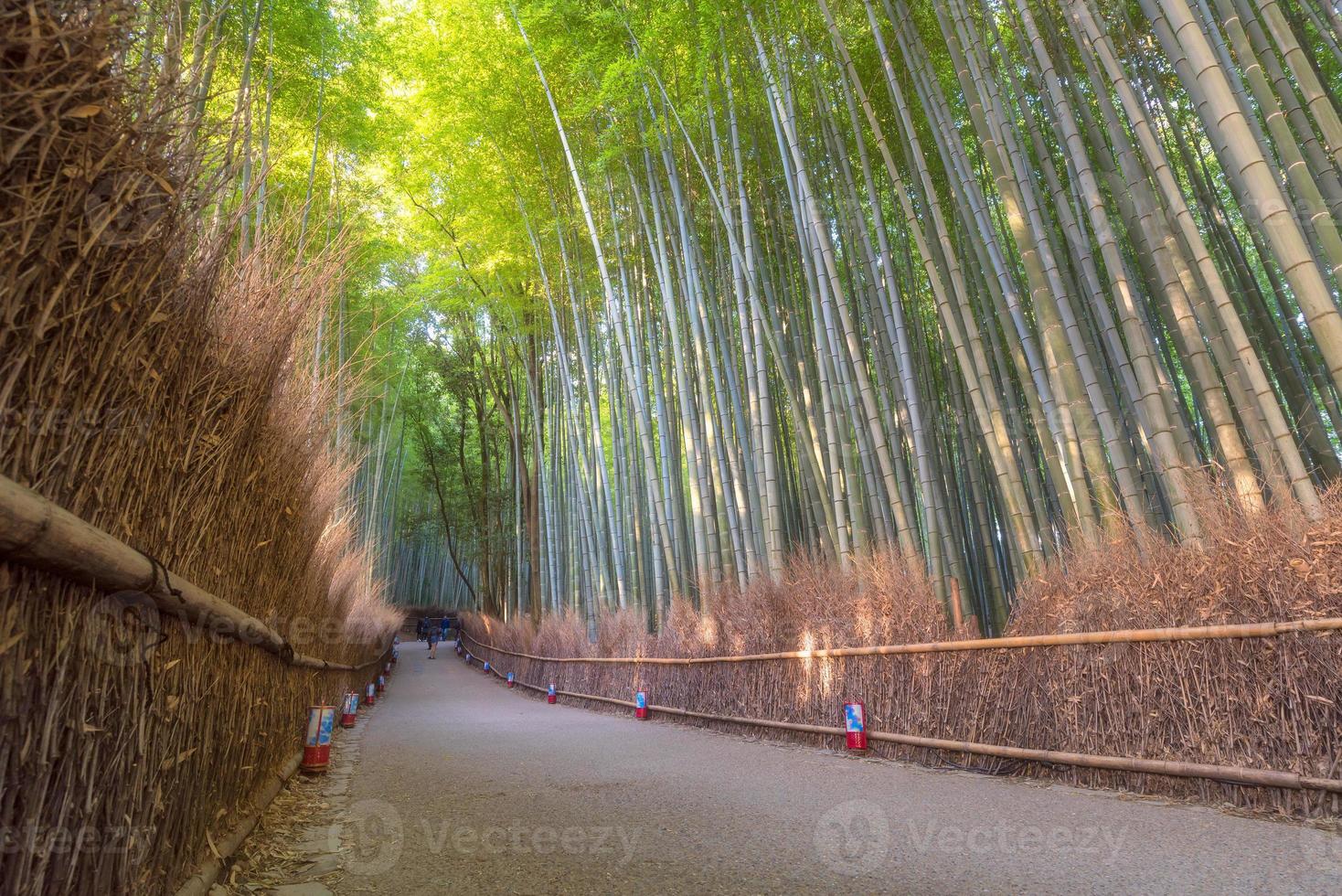 bosque de bambú de la hermosa naturaleza en la temporada de otoño en arashiyama en kyoto, japón. foto