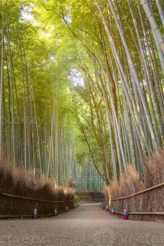 bosque de bambú de la hermosa naturaleza en la temporada de otoño en arashiyama en kyoto, japón. foto