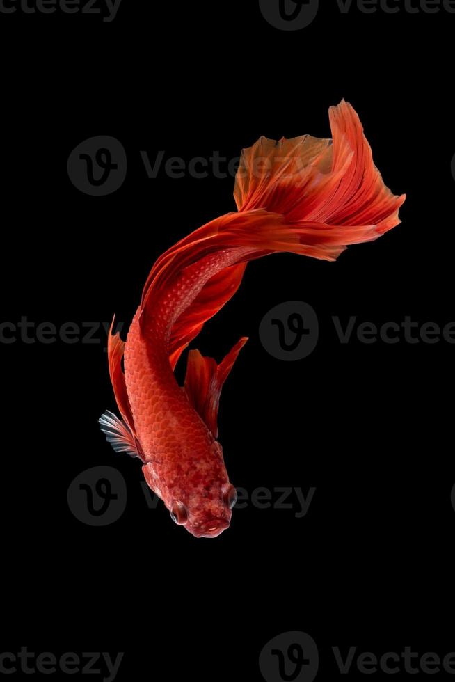 Close up art movement of Betta fish,Siamese fighting fish isolated on black background.Fine art design concept. photo