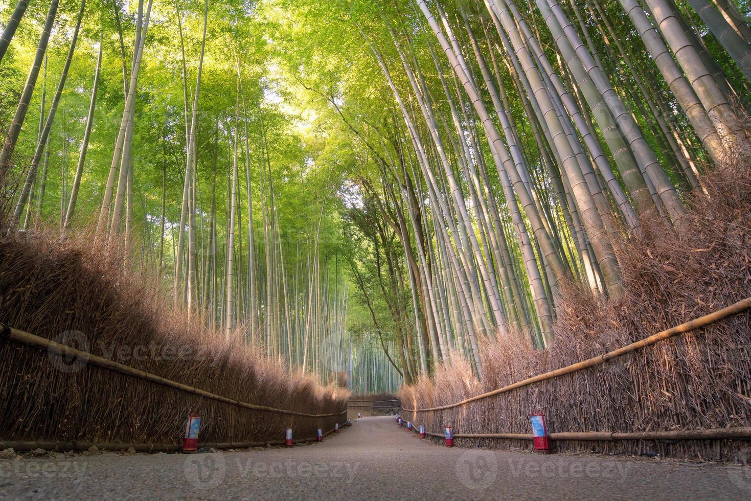 bosque de bambú de la hermosa naturaleza en la temporada de otoño en arashiyama en kyoto, japón. foto