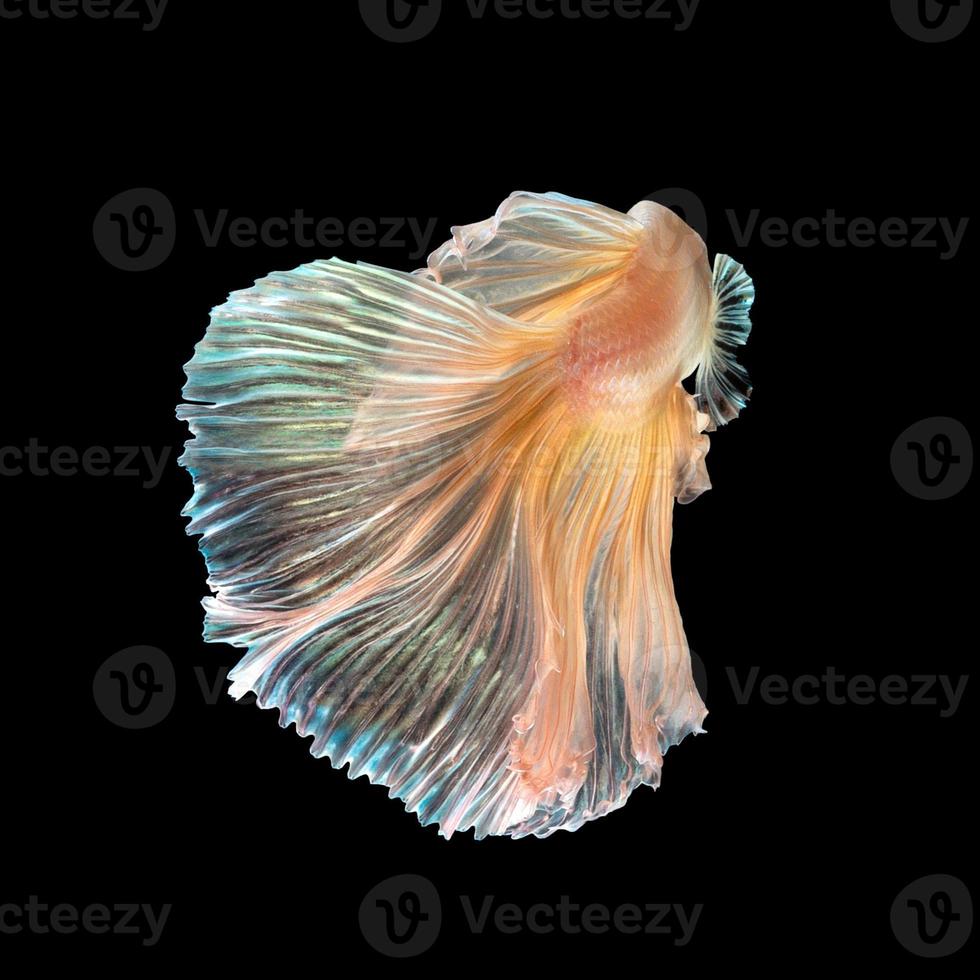 Close up art movement of Betta fish or Siamese fighting fish isolated on black background photo