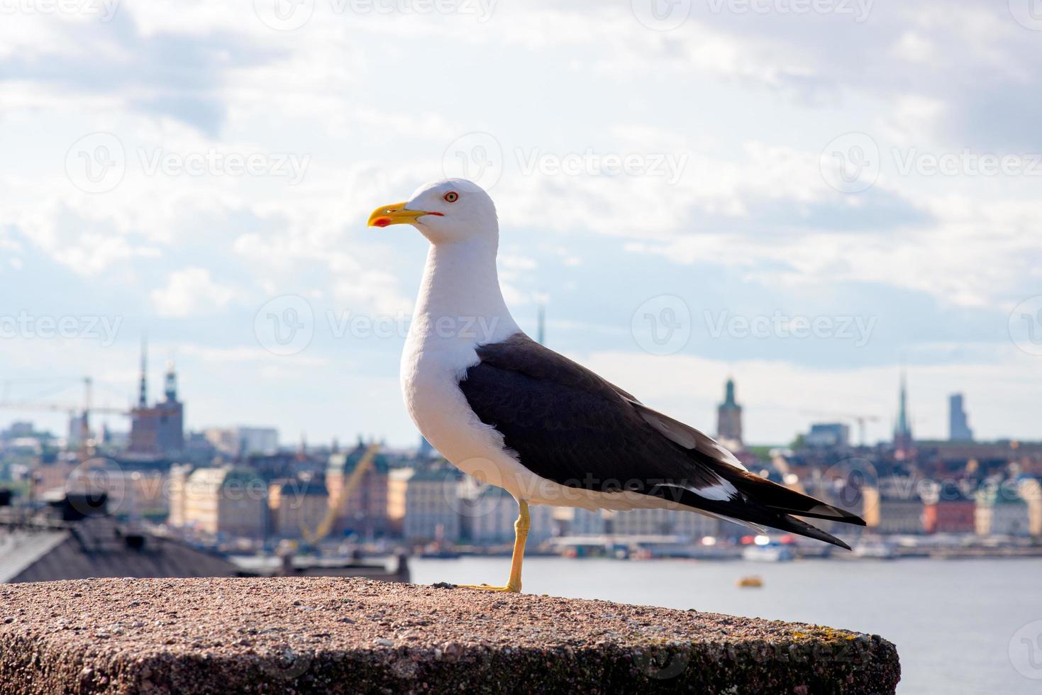 Gaviota en el puente con el océano y la ciudad de Estocolmo en el fondo en Suecia foto