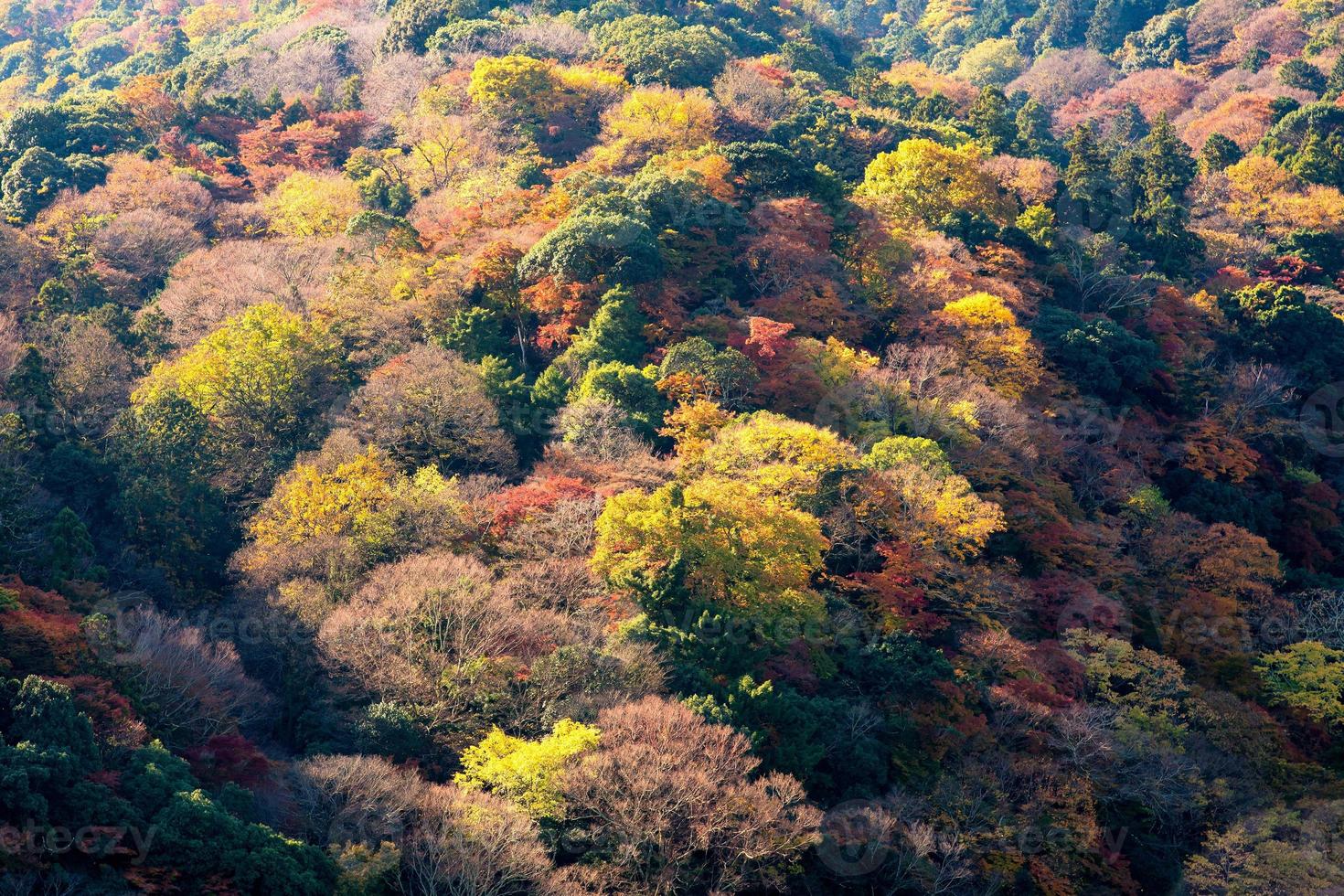 Beautiful nature colourful tree leaves on mountain at Arashiyama in autumn season in Kyoto, Japan. Arashiyama is a one of attraction landmark for tourist in Kyoto, Japan. photo