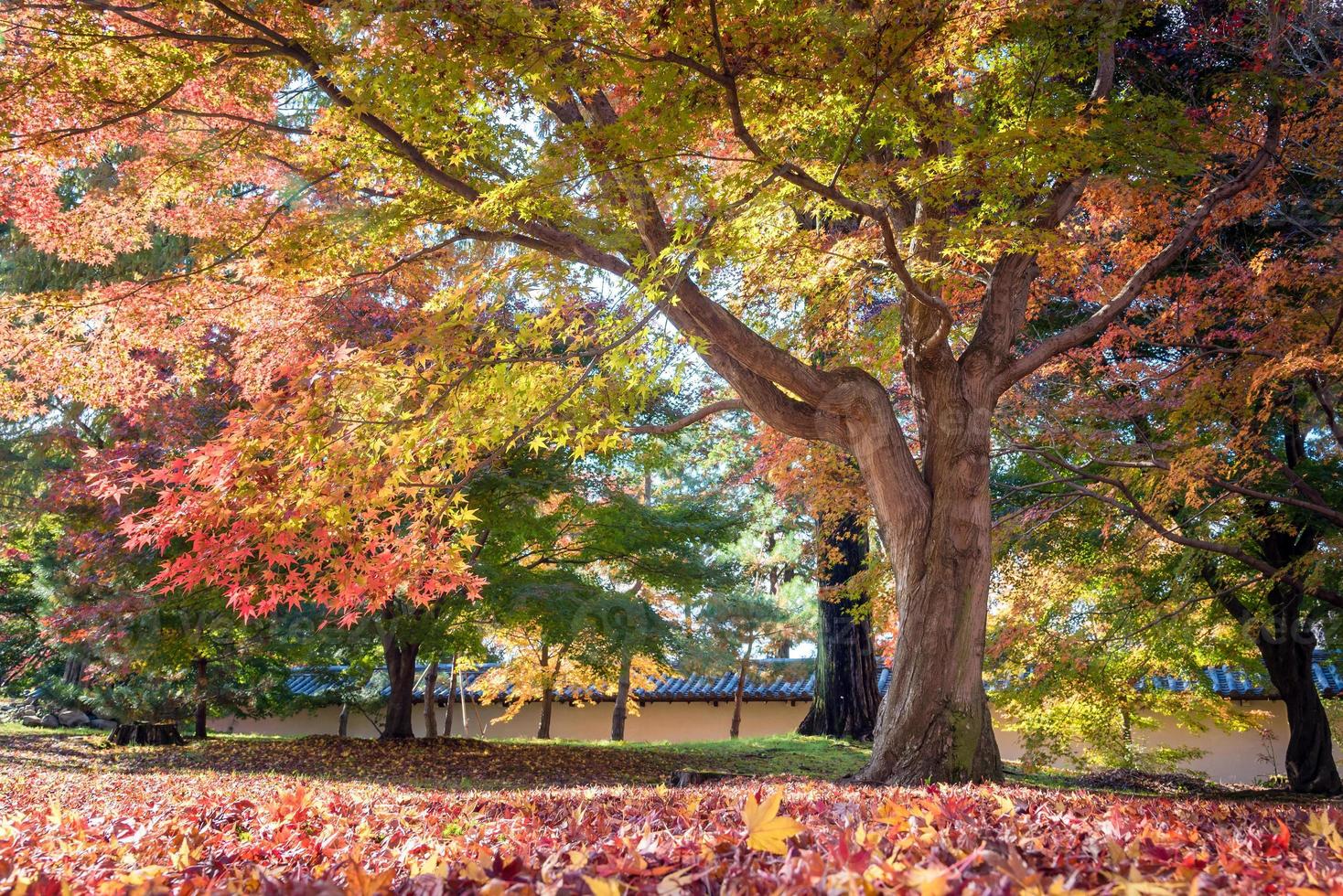 hermosa naturaleza hojas de árboles de colores en la temporada de otoño en kyoto, japón. foto