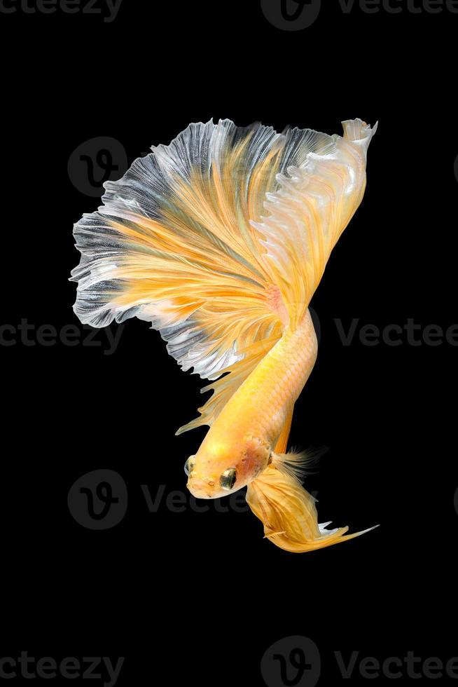 Close up art movement of Betta fish,Siamese fighting fish isolated on black background.Fine art design concept. photo