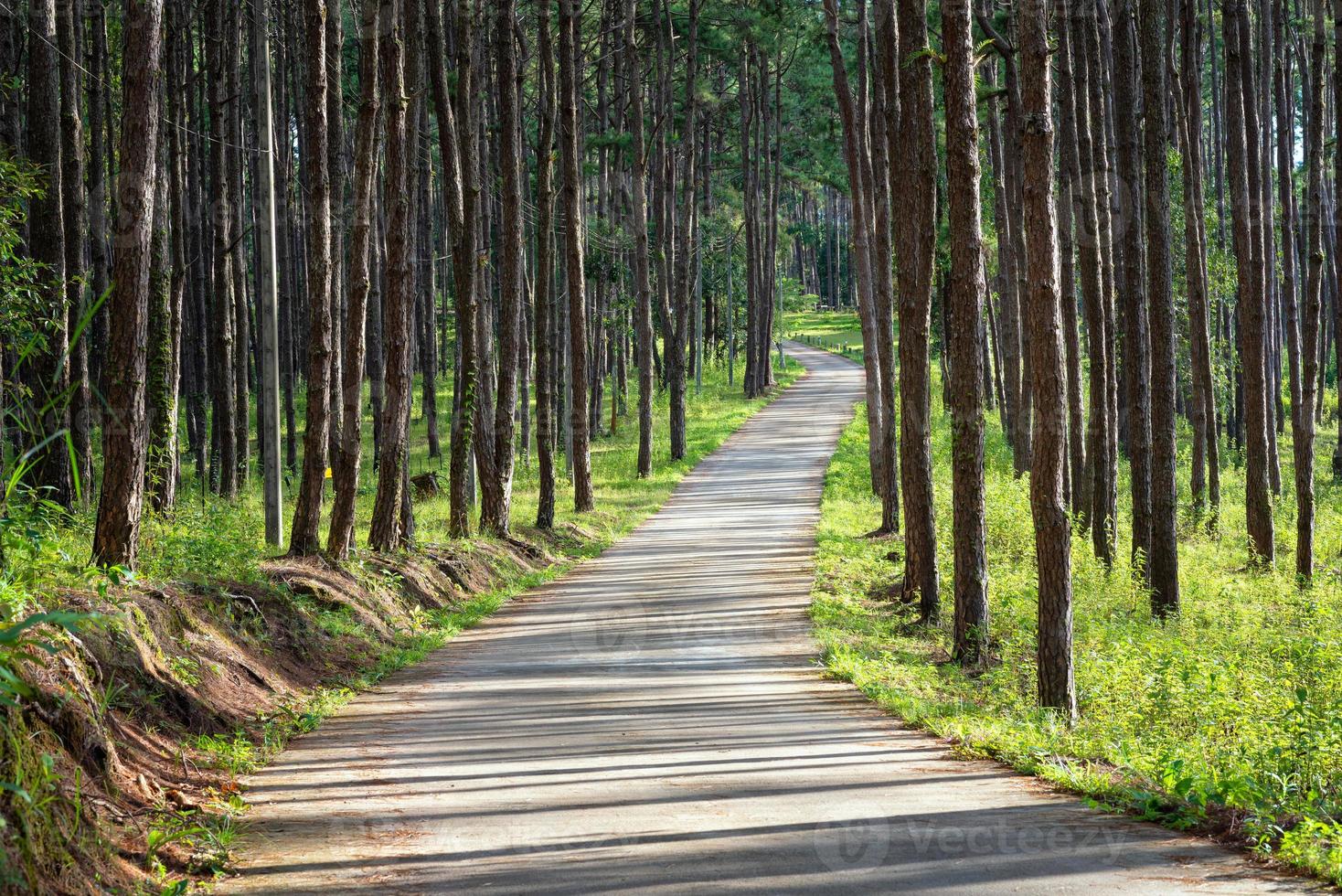 Hermoso camino junto con la naturaleza de pinos con sol en la temporada de verano en fores rurales foto