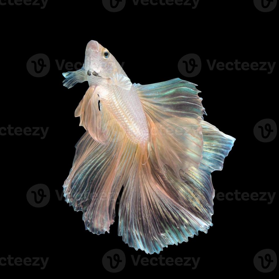 Close up art movement of Betta fish or Siamese fighting fish isolated on black background photo