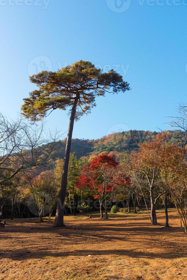 Beautiful nature at Arashiyama in autumn season in Kyoto, Japan. Arashiyama is a one of attraction landmark for tourist in Kyoto. photo