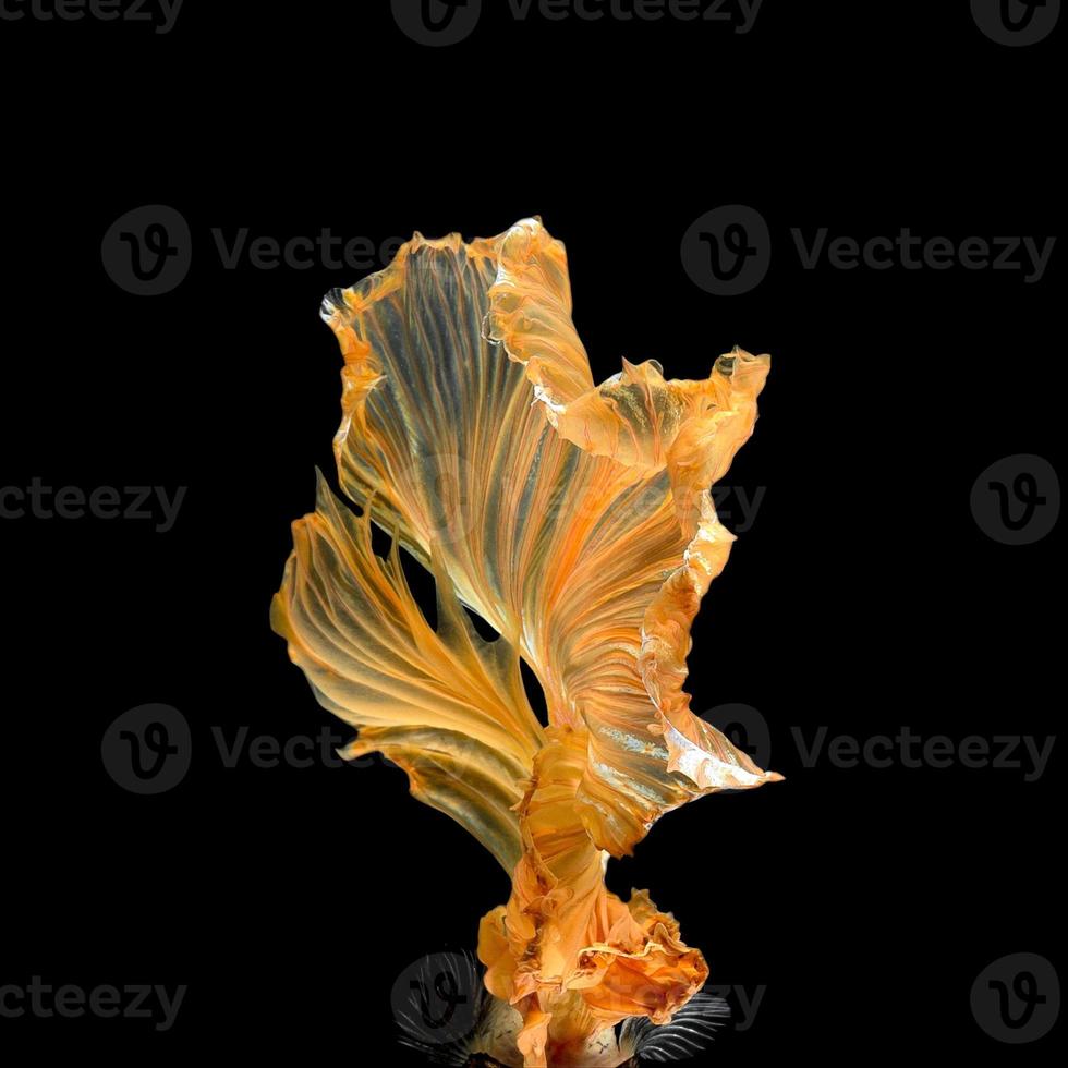 Close up art movement of Betta fish,Siamese fighting fish isolated on black background.Fine art design concept. photo