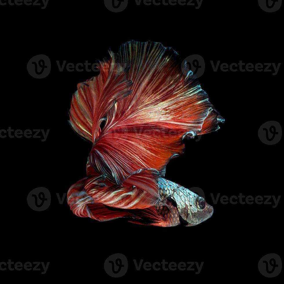 Close up art movement of Betta fish,Siamese fighting fish isolated on black background.Fine art design concept. photo