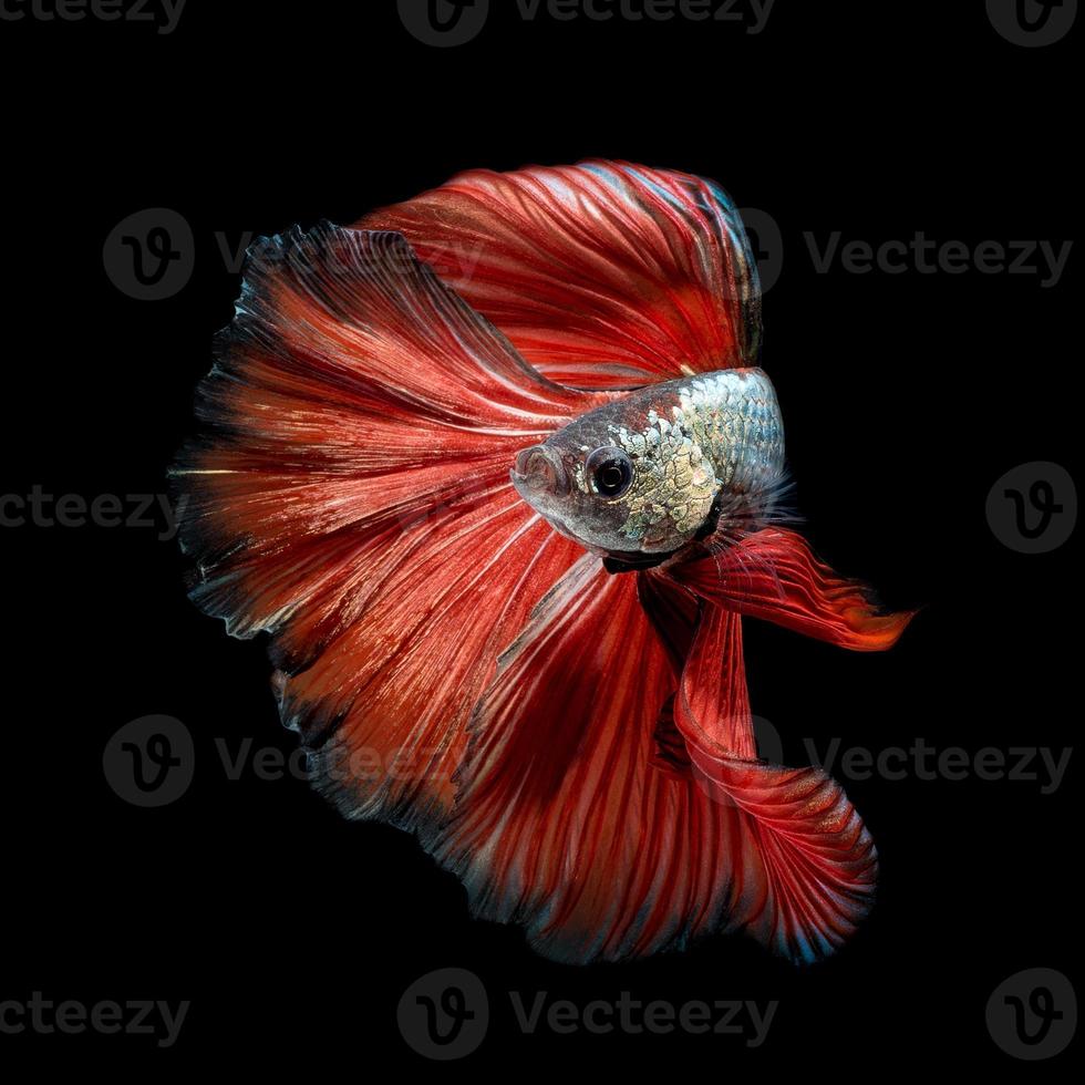 Close up art movement of Betta fish,Siamese fighting fish isolated on black background.Fine art design concept. photo