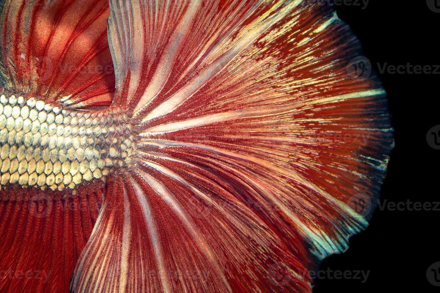 Close up art movement of Betta fish,Siamese fighting fish isolated on black background.Fine art design concept. photo