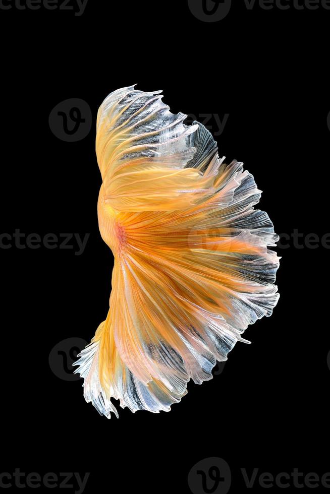 Close up art movement of Betta fish,Siamese fighting fish isolated on black background.Fine art design concept. photo