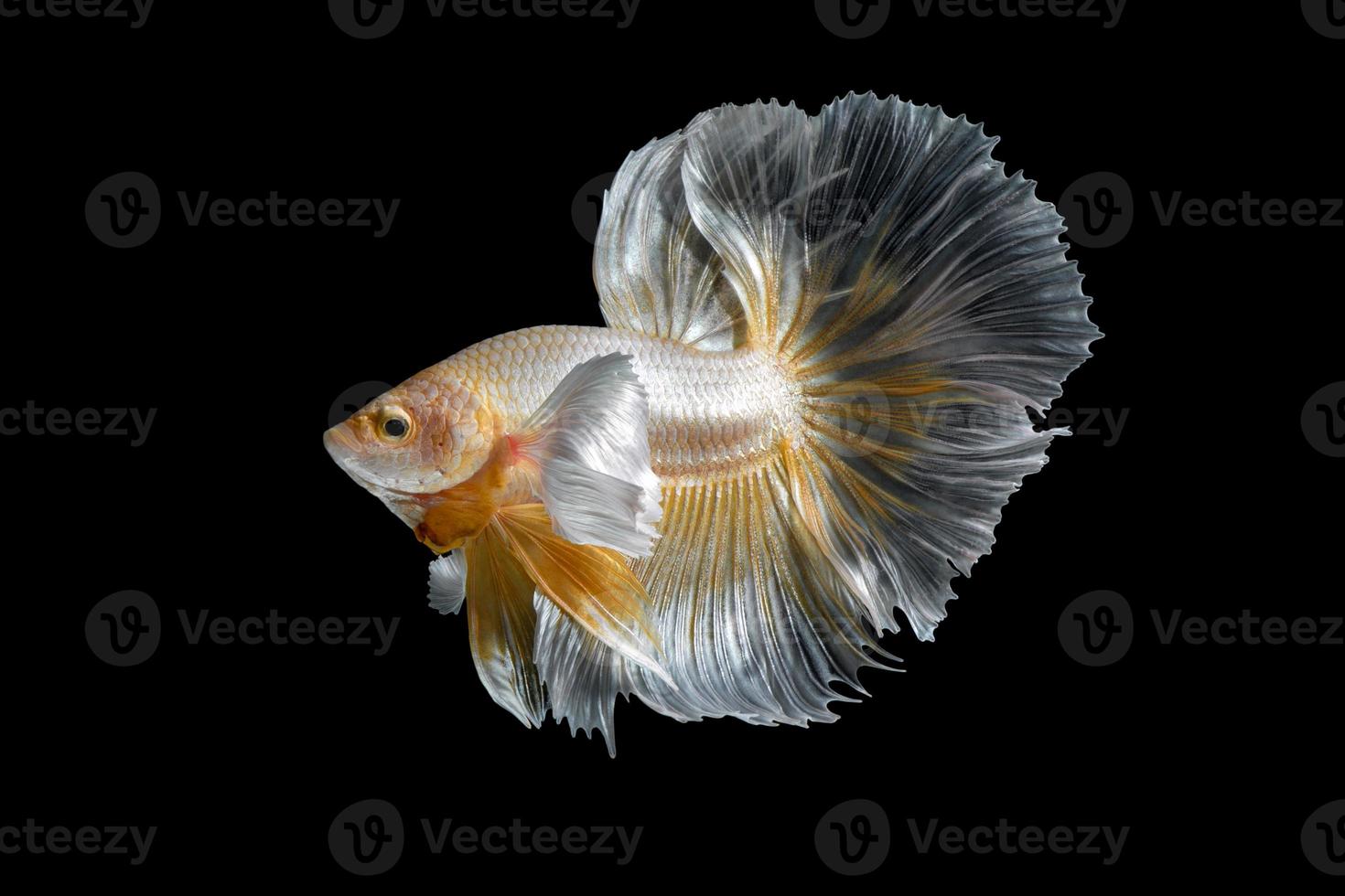 Abstract close up art movement of Betta fish,Siamese fighting fish isolated on black background.Fine art design concept. photo