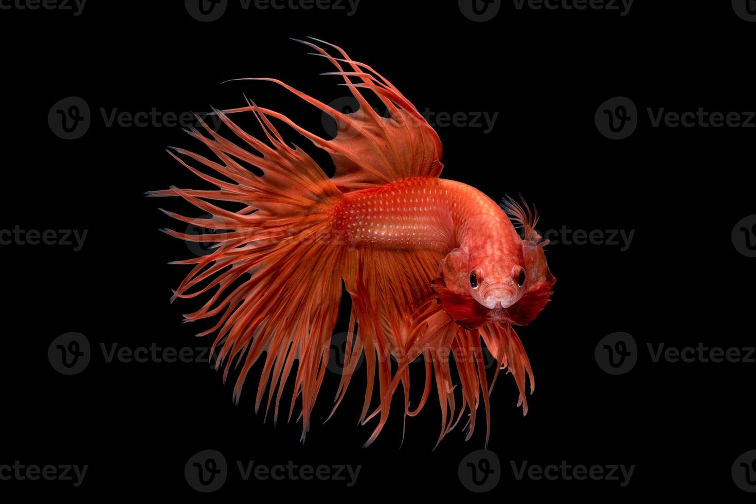 Abstract art movement of colourful Betta fish,Siamese fighting fish isolated on black background.Fine art design concept. photo