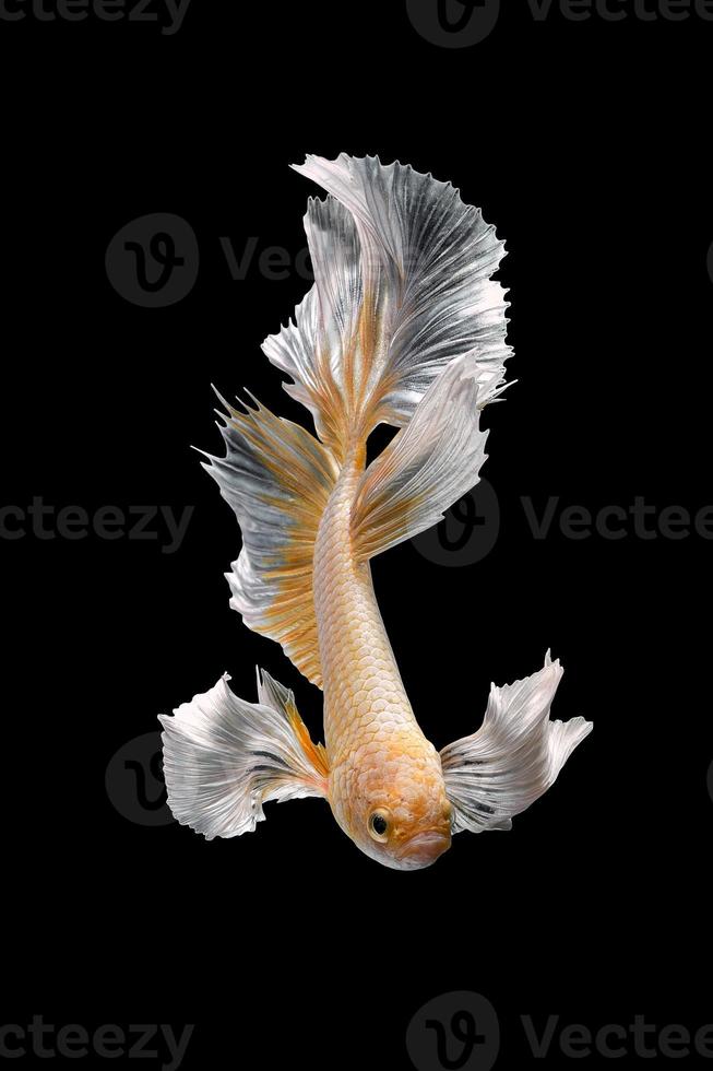 Close up art movement of Betta fish,Siamese fighting fish isolated on black background.Fine art design concept. photo