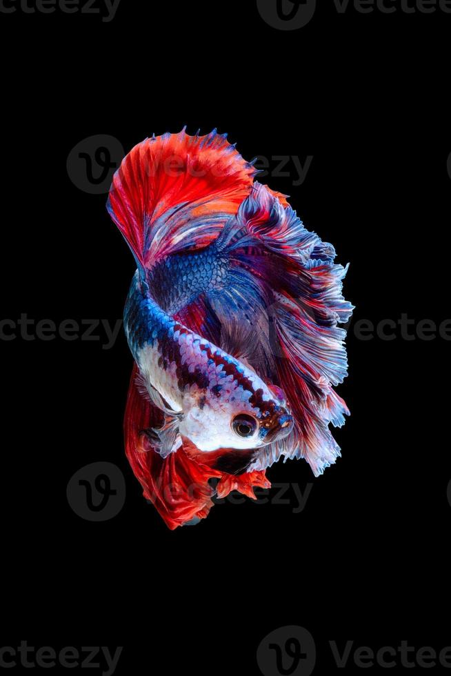 Close up art movement of Betta fish or Siamese fighting fish isolated on black background photo