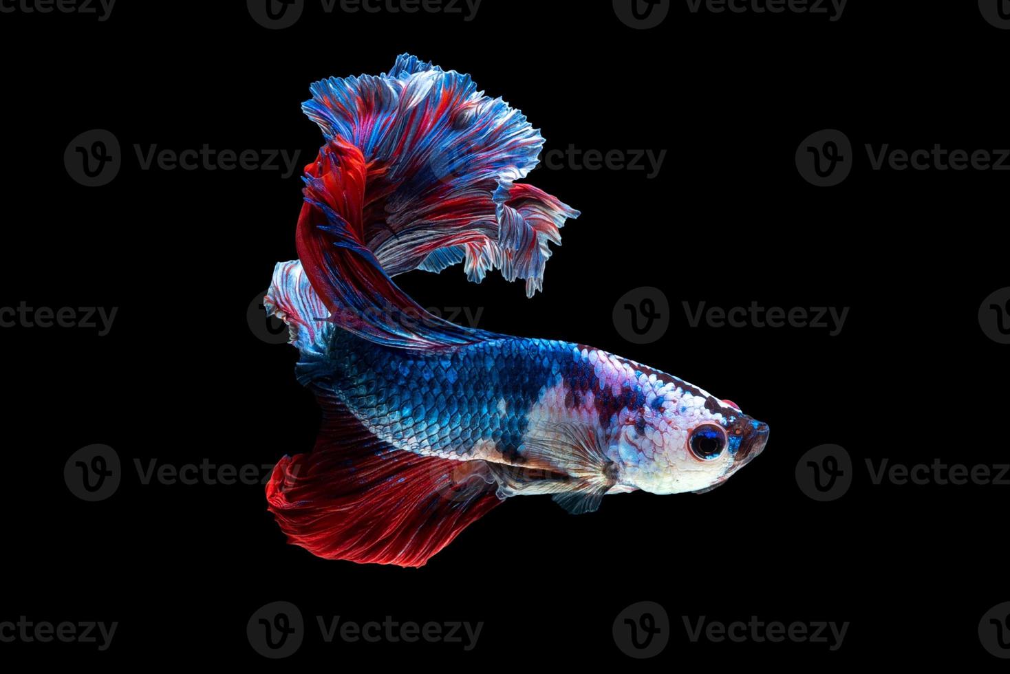 Close up art movement of Betta fish or Siamese fighting fish isolated on black background photo