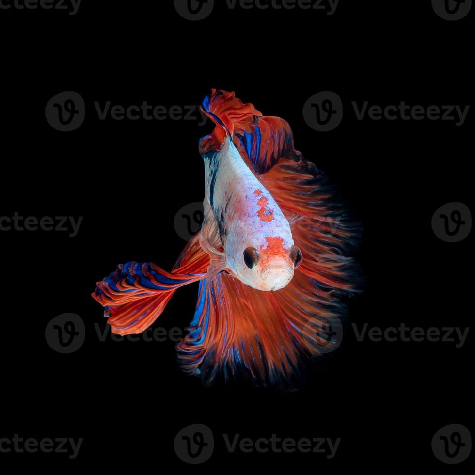 Close up art movement of Betta fish or Siamese fighting fish isolated on black background.Fine art design concept. photo